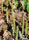 02 young horsetail
