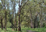 38 oak savanna