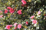 2 camellia