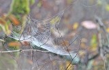 Woodland Webs