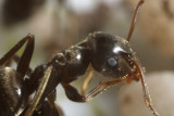 Ant