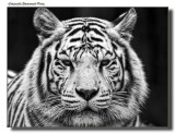 Zoo Pictures (NEW GALERY)