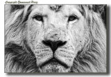 White Lion Portrait