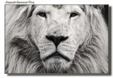 White Lion Portrait