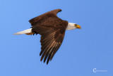 Bald Eagle-4932.jpg