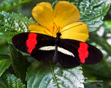 Butterflies-3846.jpg