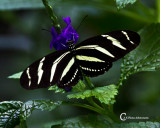 Butterflies-7746.jpg