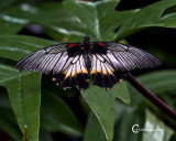 Butterflies-7792.jpg