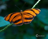 Butterflies-7806.jpg