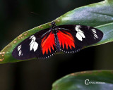 Butterflies-7816.jpg