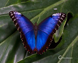 Butterflies-7827.jpg