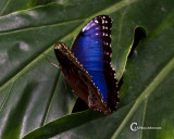 Butterflies-7831.jpg