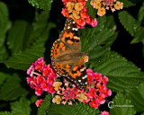 Butterflies-8636.jpg