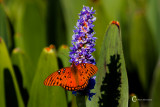 Butterfly-0337.jpg