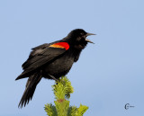 Red-winged Blackbird-0682.jpg