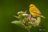 Yellow Warbler-4451.jpg