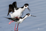 Black-necked Stilt-14.jpg