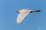 Cattle Egret-3709.jpg