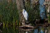 White Egret-3759.jpg