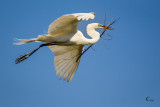 White Egret 9027.jpg