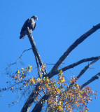 juvie eagle on Current River P1000958.jpg