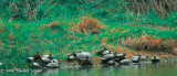 Turtles....lots of them  3April2014 Tarrant County, Fort Worth, Texas