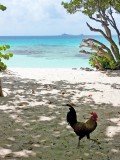 Rooster at Savannah Bay beach