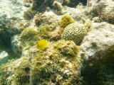 Yellow fish and Brain Coral
