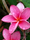 pink Plumeria