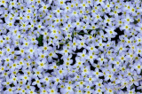 Wildfowers - Lawn 5-12-14.jpg