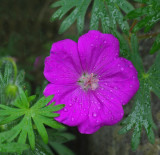 Wild Geranium - Garden 6-12-14.jpg