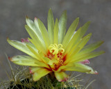 Unknown Cactus 6-12-14.jpg
