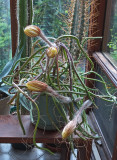 Selenicereus grandiflorus 6-29-14_6 pm.jpg