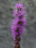 Gayfeather - Garden 7-24-14.jpg