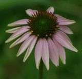 Echinacia - Garden 7-24-14.jpg