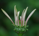 Echinacea - Garden 8-11-14.jpg