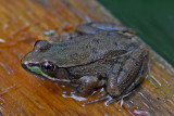 Frog - Garden 9-16-14.jpg