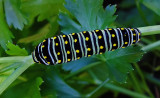 Caterpillar - Garden 9-27-14.jpg
