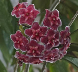 Succulent Flowers 4-15.jpg
