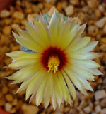 Astrophytum asterias 5-1-15.jpg