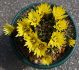 Unknown Cactus 5-21-15.jpg