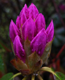 Rhododendron Garden b 6-1-15.jpg