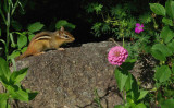 Chipmunk Garden 7-16-15.jpg