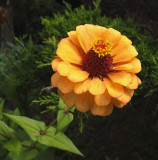 Zinnia Garden b 9-28-15.jpg