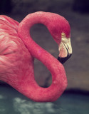 Flamingo -1-ed-pf.jpg
