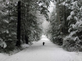 Logan Rd. DeMeritt Forest c 2-5-16-pf.jpg