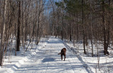 Side Trail Off Rail-Trail Dover-Foxcroft d 2-2-16-pf.jpg