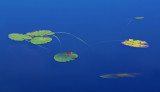 Lily Pads  - Canon Brook Trail 9-24-12-ed-pf.jpg