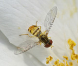 Hover Fly - Ship Harbor to Wonderland Area 7-21-11-ed-pf.jpg