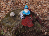 Gnome Perch Pond   4-9-16-pf.jpg